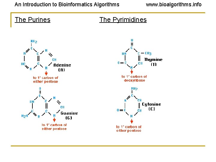 An Introduction to Bioinformatics Algorithms The Purines www. bioalgorithms. info The Pyrimidines 