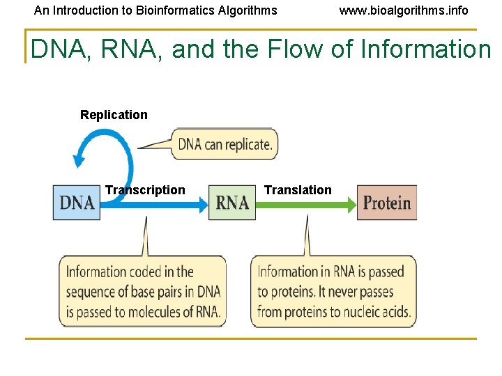 An Introduction to Bioinformatics Algorithms www. bioalgorithms. info DNA, RNA, and the Flow of