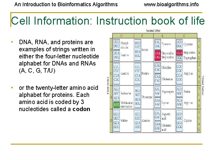 An Introduction to Bioinformatics Algorithms www. bioalgorithms. info Cell Information: Instruction book of life