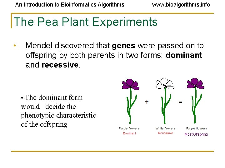 An Introduction to Bioinformatics Algorithms www. bioalgorithms. info The Pea Plant Experiments • Mendel