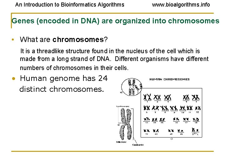 An Introduction to Bioinformatics Algorithms www. bioalgorithms. info Genes (encoded in DNA) are organized
