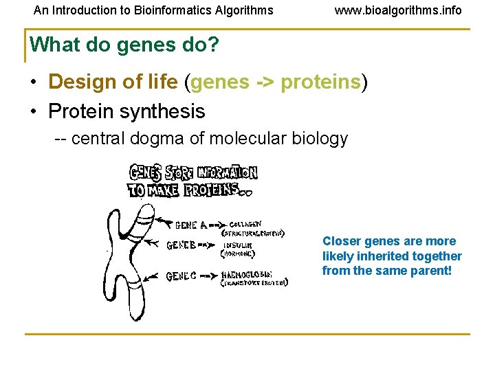 An Introduction to Bioinformatics Algorithms www. bioalgorithms. info What do genes do? • Design