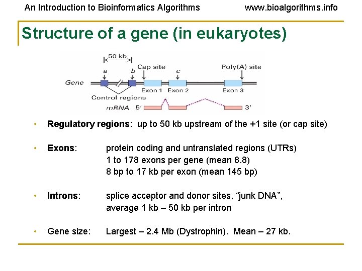 An Introduction to Bioinformatics Algorithms www. bioalgorithms. info Structure of a gene (in eukaryotes)