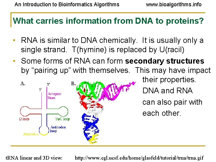 An Introduction to Bioinformatics Algorithms www. bioalgorithms. info What carries information from DNA to