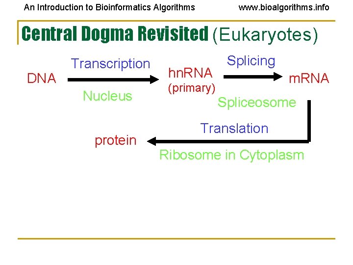 An Introduction to Bioinformatics Algorithms www. bioalgorithms. info Central Dogma Revisited (Eukaryotes) DNA Transcription