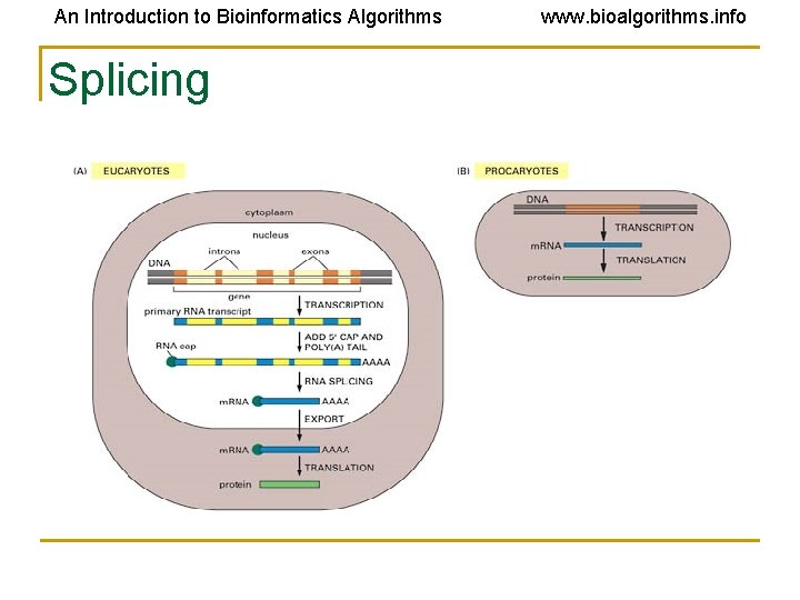 An Introduction to Bioinformatics Algorithms Splicing www. bioalgorithms. info 