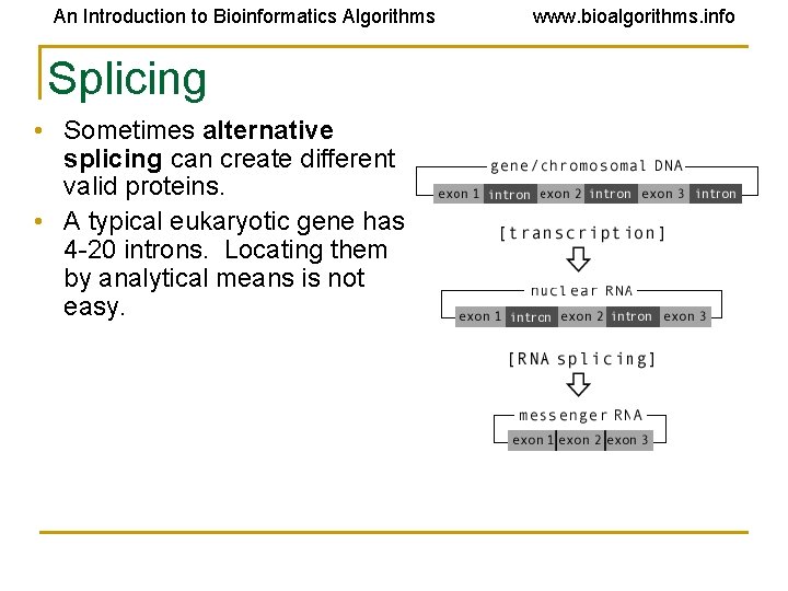 An Introduction to Bioinformatics Algorithms Splicing • Sometimes alternative splicing can create different valid