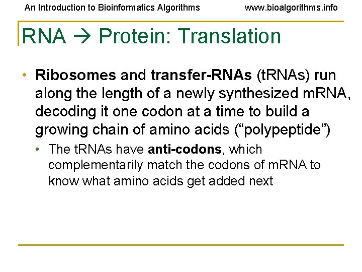 An Introduction to Bioinformatics Algorithms www. bioalgorithms. info RNA Protein: Translation • Ribosomes and