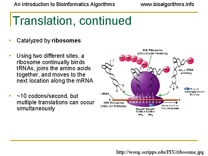 An Introduction to Bioinformatics Algorithms www. bioalgorithms. info Translation, continued • Catalyzed by ribosomes