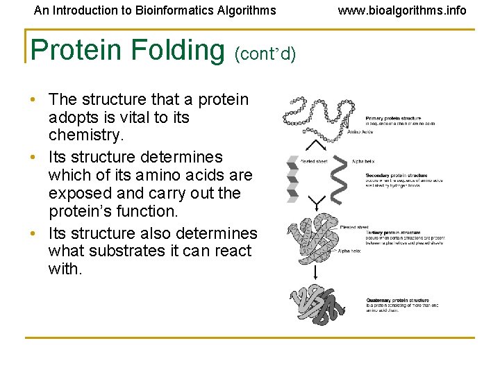An Introduction to Bioinformatics Algorithms Protein Folding (cont’d) • The structure that a protein