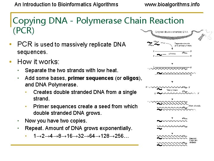 An Introduction to Bioinformatics Algorithms www. bioalgorithms. info Copying DNA - Polymerase Chain Reaction