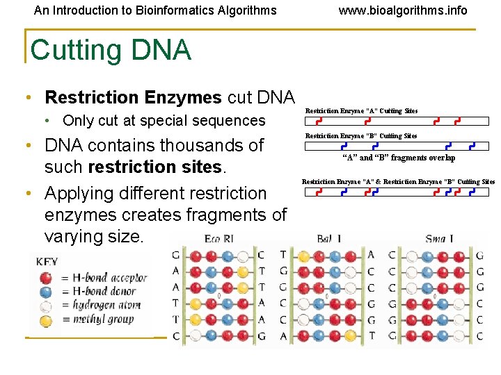 An Introduction to Bioinformatics Algorithms www. bioalgorithms. info Cutting DNA • Restriction Enzymes cut