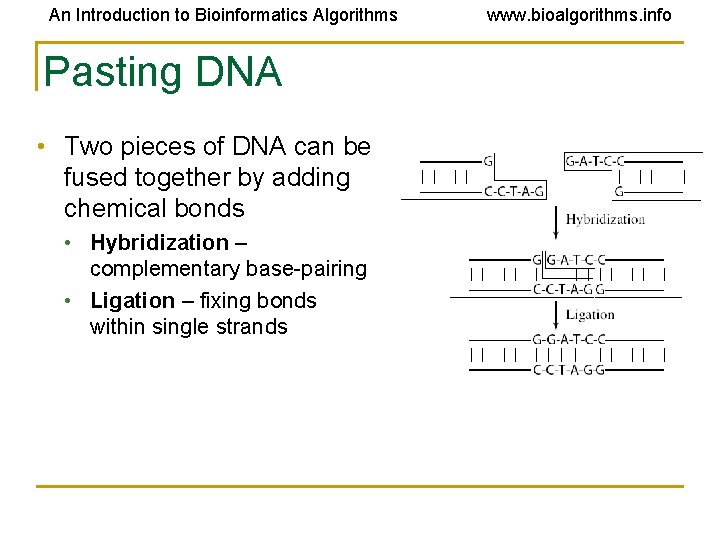 An Introduction to Bioinformatics Algorithms Pasting DNA • Two pieces of DNA can be