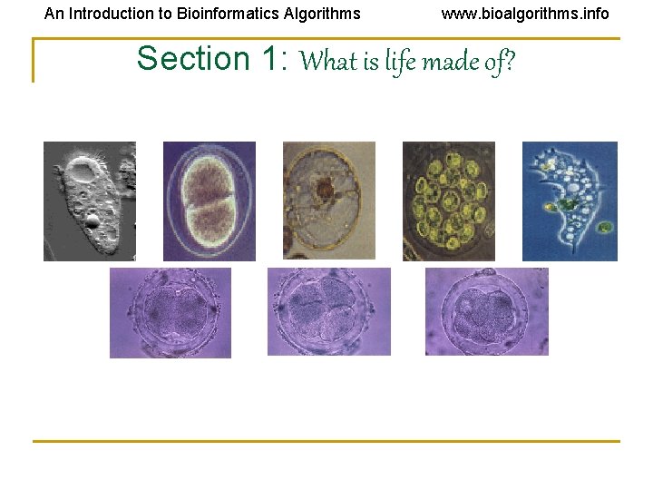 An Introduction to Bioinformatics Algorithms www. bioalgorithms. info Section 1: What is life made