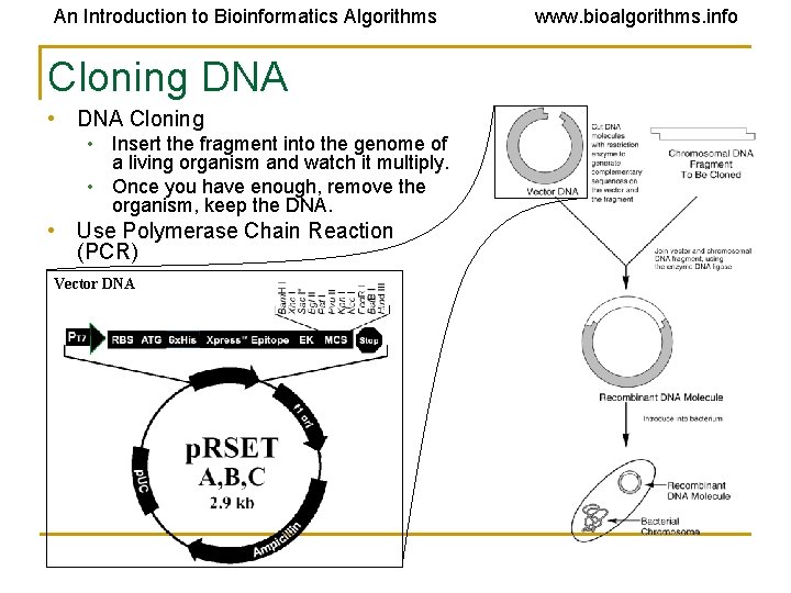 An Introduction to Bioinformatics Algorithms Cloning DNA • DNA Cloning • Insert the fragment