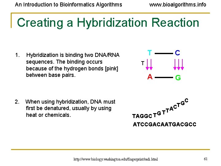 An Introduction to Bioinformatics Algorithms www. bioalgorithms. info Creating a Hybridization Reaction 1. Hybridization