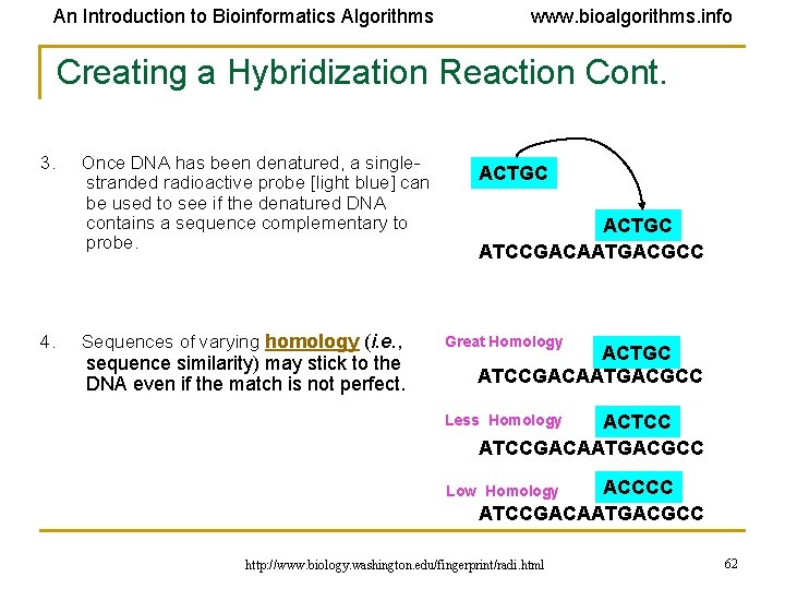An Introduction to Bioinformatics Algorithms www. bioalgorithms. info Creating a Hybridization Reaction Cont. 3.