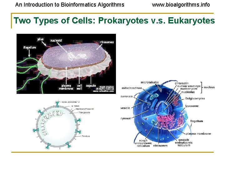 An Introduction to Bioinformatics Algorithms www. bioalgorithms. info Two Types of Cells: Prokaryotes v.