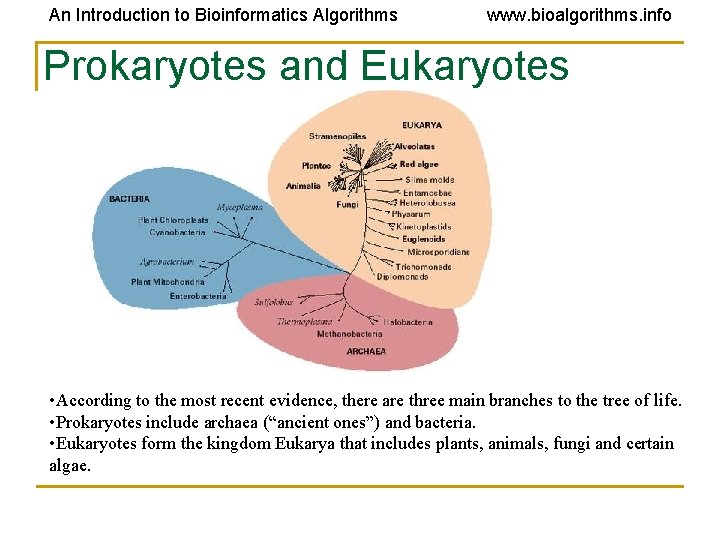 An Introduction to Bioinformatics Algorithms www. bioalgorithms. info Prokaryotes and Eukaryotes • According to