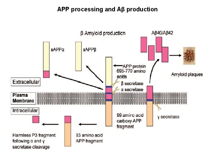 APP processing and Aβ production 