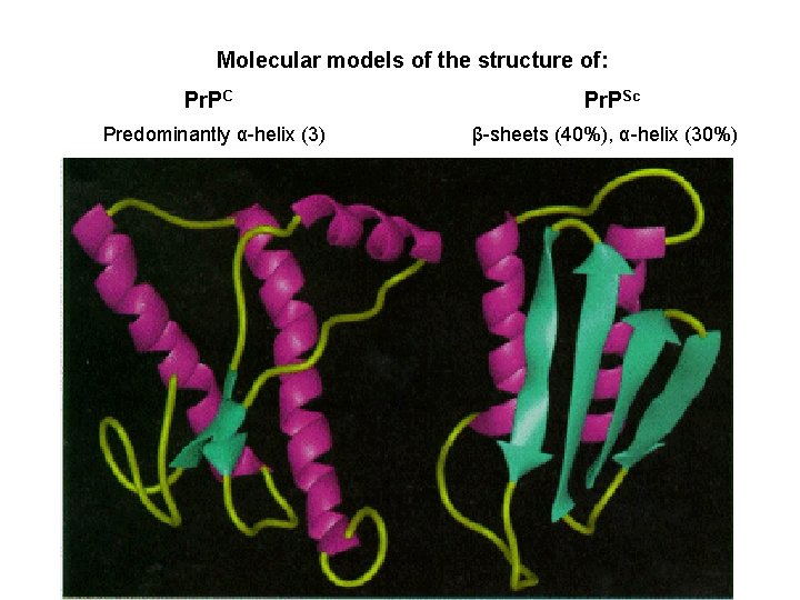 Molecular models of the structure of: Pr. PC Predominantly α-helix (3) Pr. PSc β-sheets
