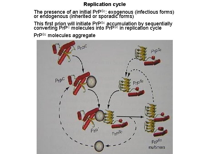 Replication cycle The presence of an initial Pr. PSc: exogenous (infectious forms) or endogenous