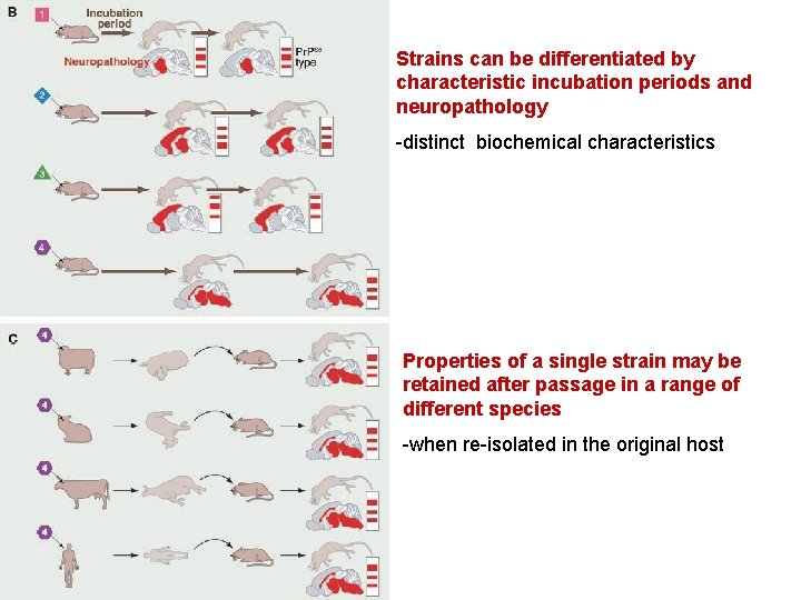 Strains can be differentiated by characteristic incubation periods and neuropathology -distinct biochemical characteristics Properties