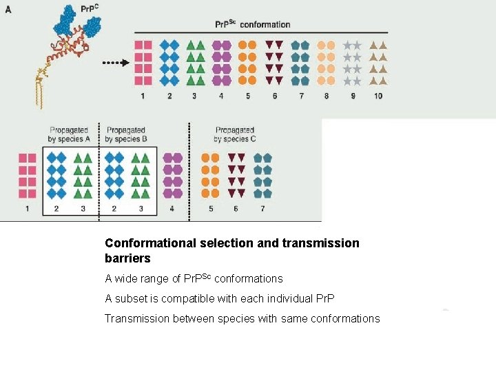 Conformational selection and transmission barriers A wide range of Pr. PSc conformations A subset