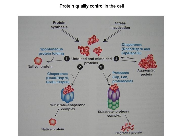 Protein quality control in the cell 