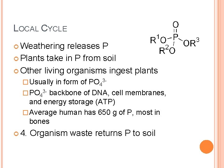 LOCAL CYCLE Weathering releases P Plants take in P from soil Other living organisms