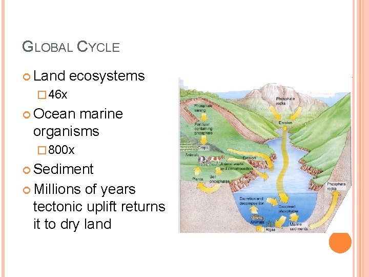 GLOBAL CYCLE Land ecosystems � 46 x Ocean marine organisms � 800 x Sediment