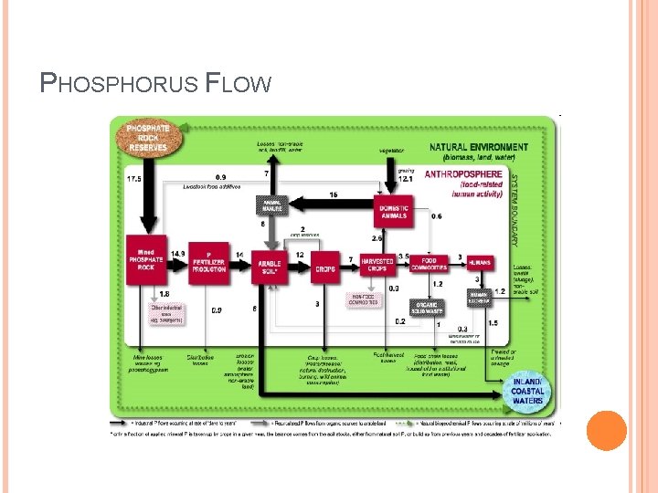 PHOSPHORUS FLOW 