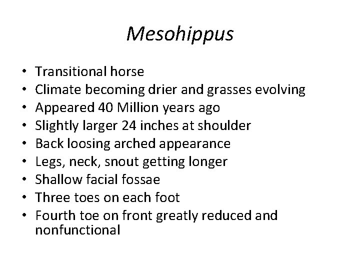 Mesohippus • • • Transitional horse Climate becoming drier and grasses evolving Appeared 40
