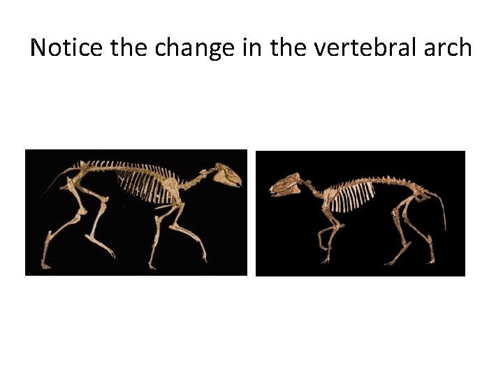 Notice the change in the vertebral arch 