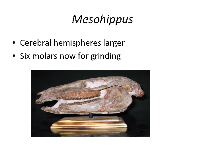 Mesohippus • Cerebral hemispheres larger • Six molars now for grinding 