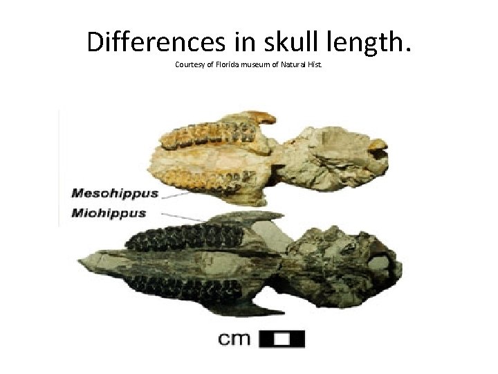 Differences in skull length. Courtesy of Florida museum of Natural Hist. 