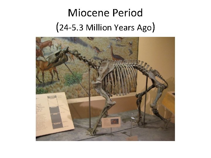Miocene Period (24 -5. 3 Million Years Ago) 