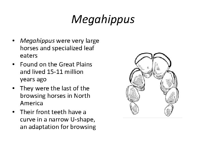 Megahippus • Megahippus were very large horses and specialized leaf eaters • Found on