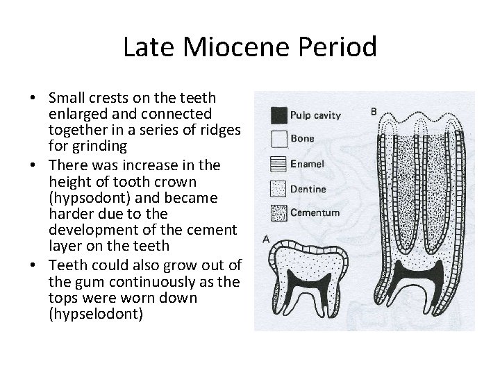 Late Miocene Period • Small crests on the teeth enlarged and connected together in