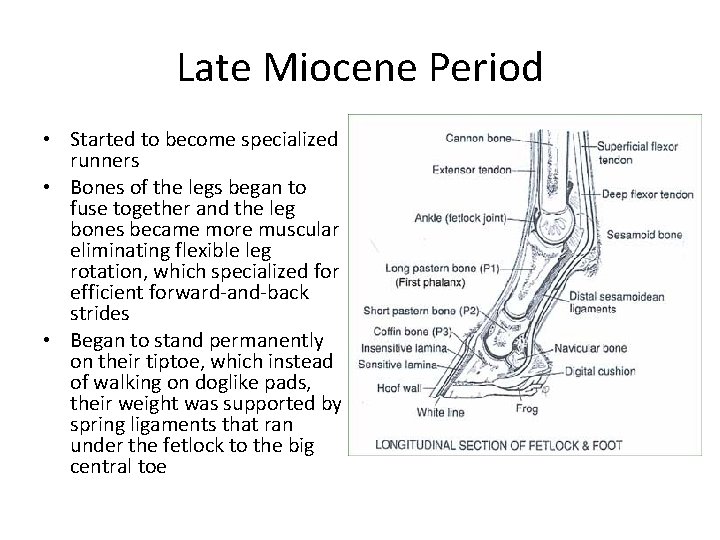 Late Miocene Period • Started to become specialized runners • Bones of the legs
