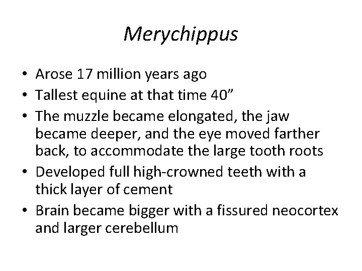 Merychippus • Arose 17 million years ago • Tallest equine at that time 40”