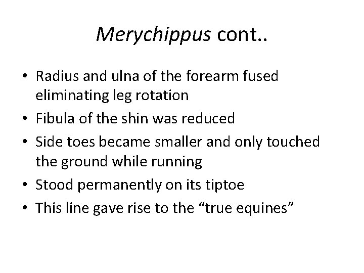 Merychippus cont. . • Radius and ulna of the forearm fused eliminating leg rotation