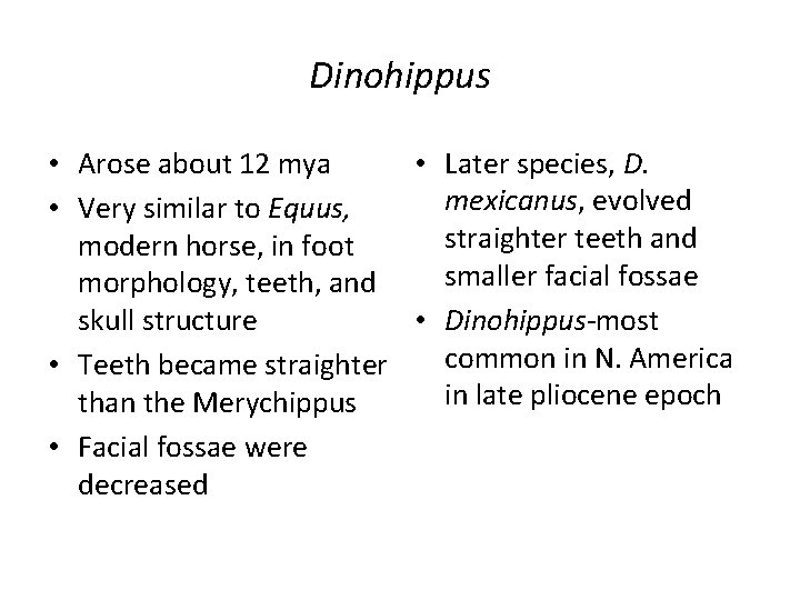 Dinohippus • Arose about 12 mya • Later species, D. mexicanus, evolved • Very