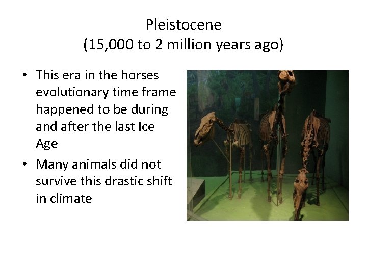 Pleistocene (15, 000 to 2 million years ago) • This era in the horses