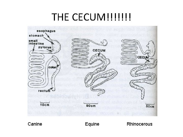THE CECUM!!!!!!! Canine Equine Rhinocerous 