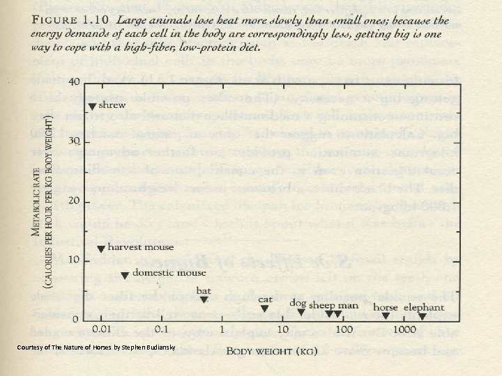 Courtesy of The Nature of Horses by Stephen Budiansky 
