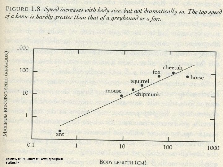 Courtesy of The Nature of Horses by Stephen Budiansky 