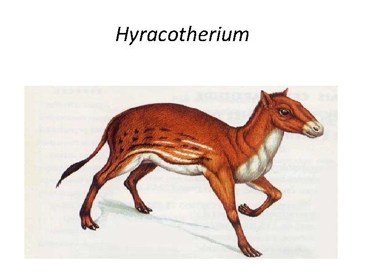 Hyracotherium 