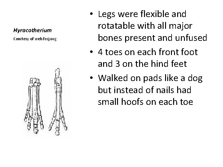 Hyracotherium Courtesy of web. fccj. org • Legs were flexible and rotatable with all