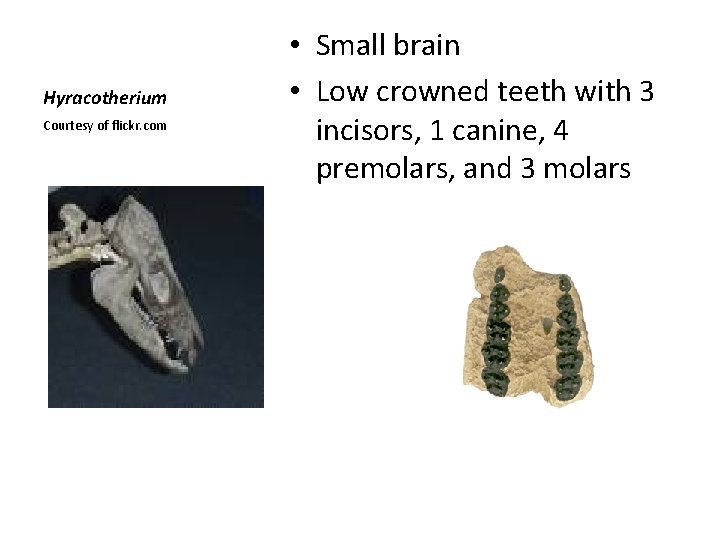 Hyracotherium Courtesy of flickr. com • Small brain • Low crowned teeth with 3